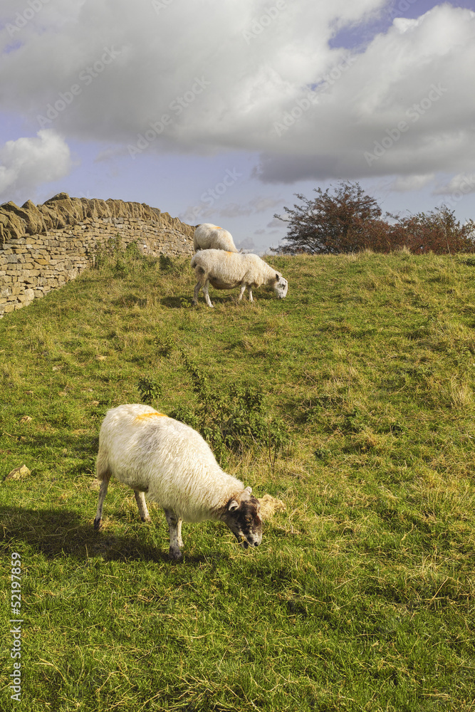 Fototapeta premium countryside hills