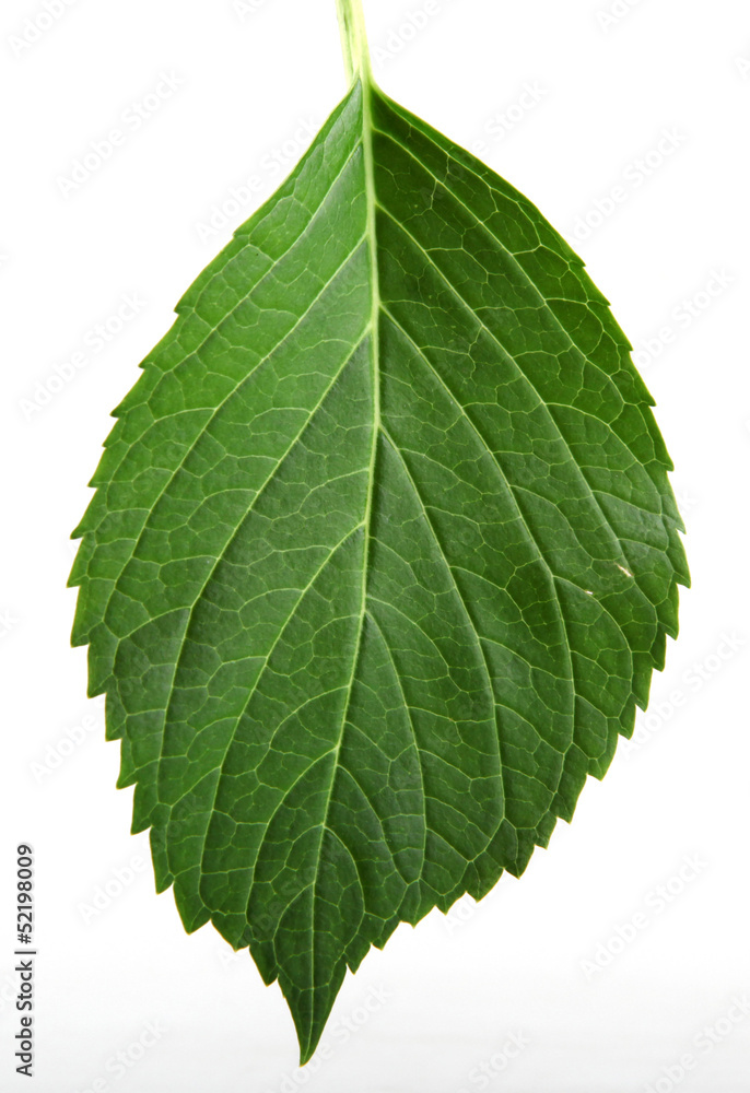 Green Leaf Green Leaf