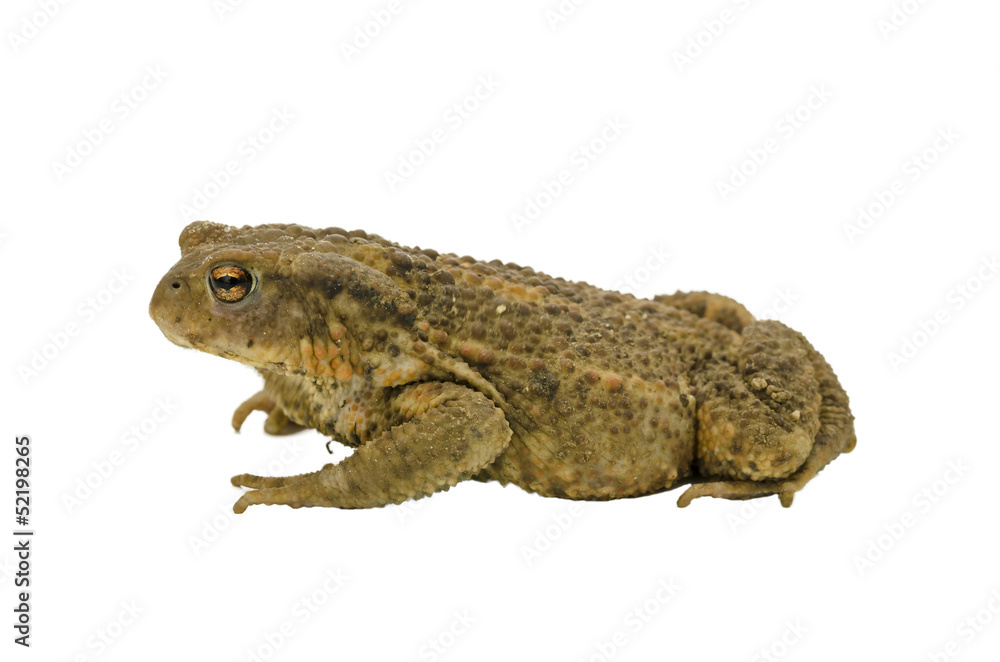Side view of a toad Side view of a toad