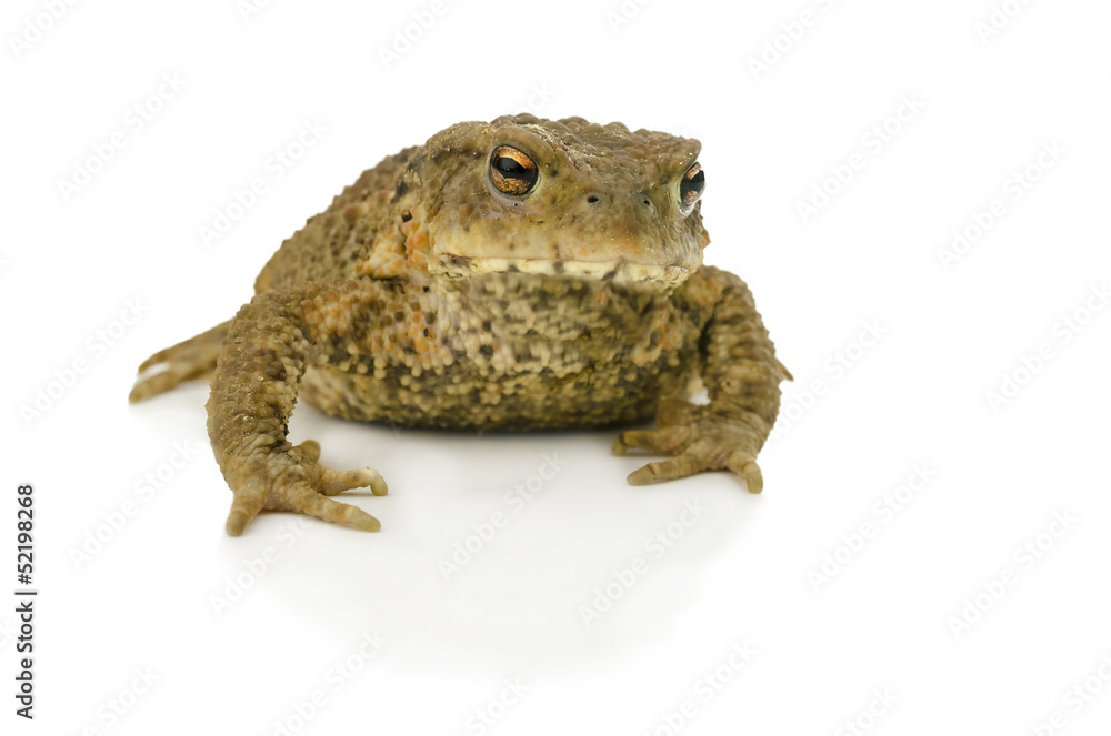 Fototapeta premium Toad