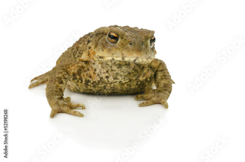 Toad