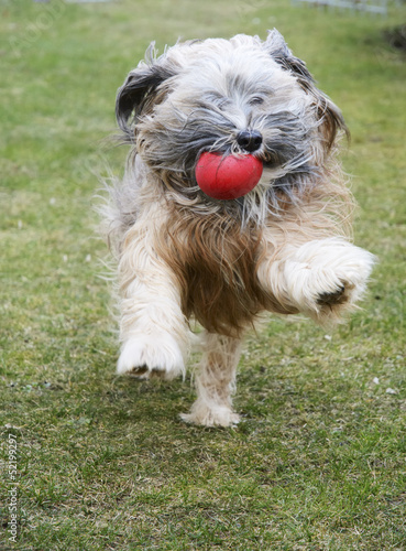 Running Tibetan Terrier Dog © manfredxy