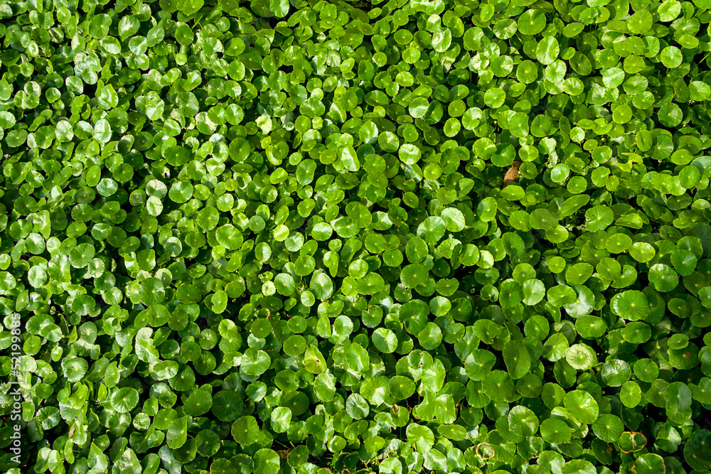 The Centella asiatica The Centella asiatica