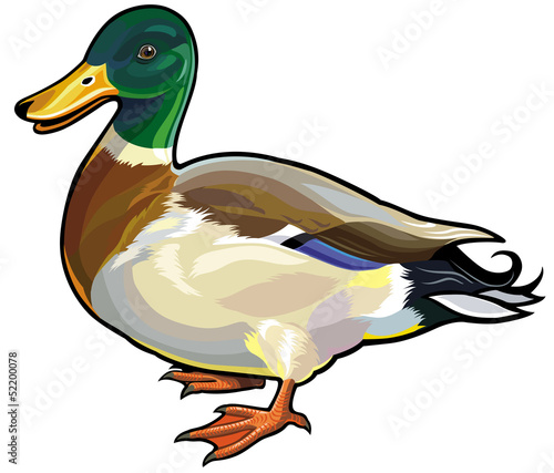mallard male