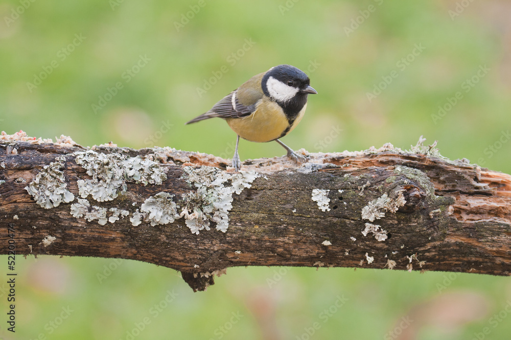 Naklejka premium Great Tit perched on a tree