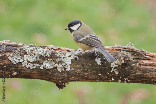Great Tit perched on a tree