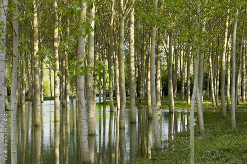 Peupleraie inondée