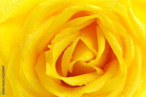 Beautiful arrangement of petals in a yellow rose  a closer look