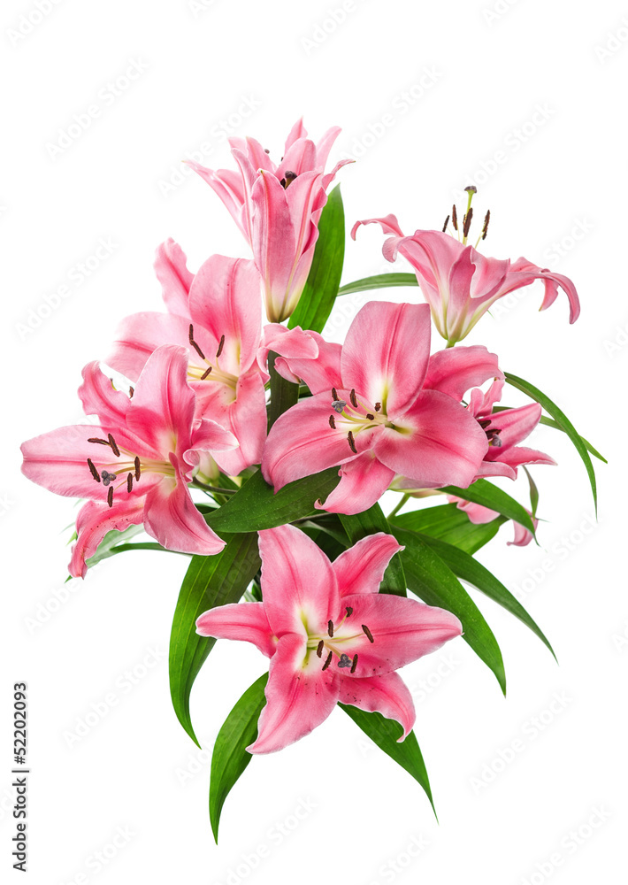 closeup of fresh pink lily flower blossoms