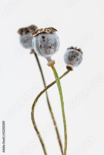 Fruit of a flower of opium poppy