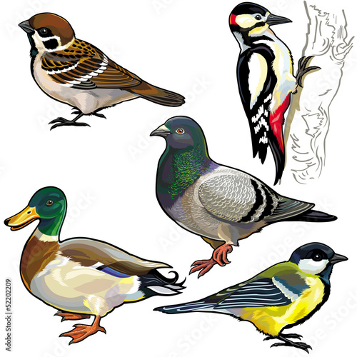set with wild european birds
