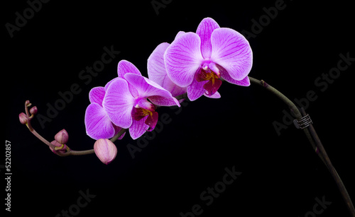 curved pink orchid