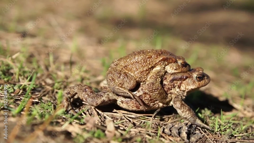 two frogs - european toad (couple) two frogs - european toad (couple)