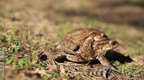 two frogs - european toad (couple)