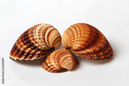 Family of three seashells on white background