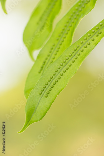 Fern spores close up photo