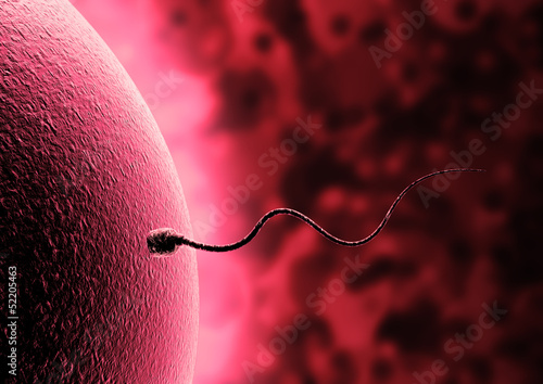 sperm and egg cell - Natural insemination - photo