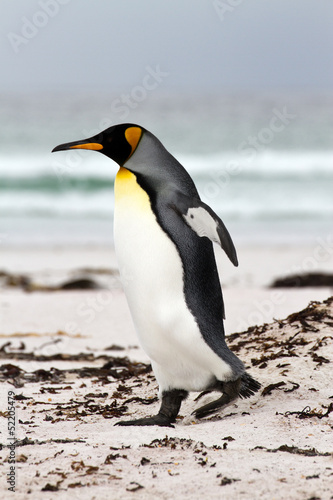 King Penguin is walking on the beach