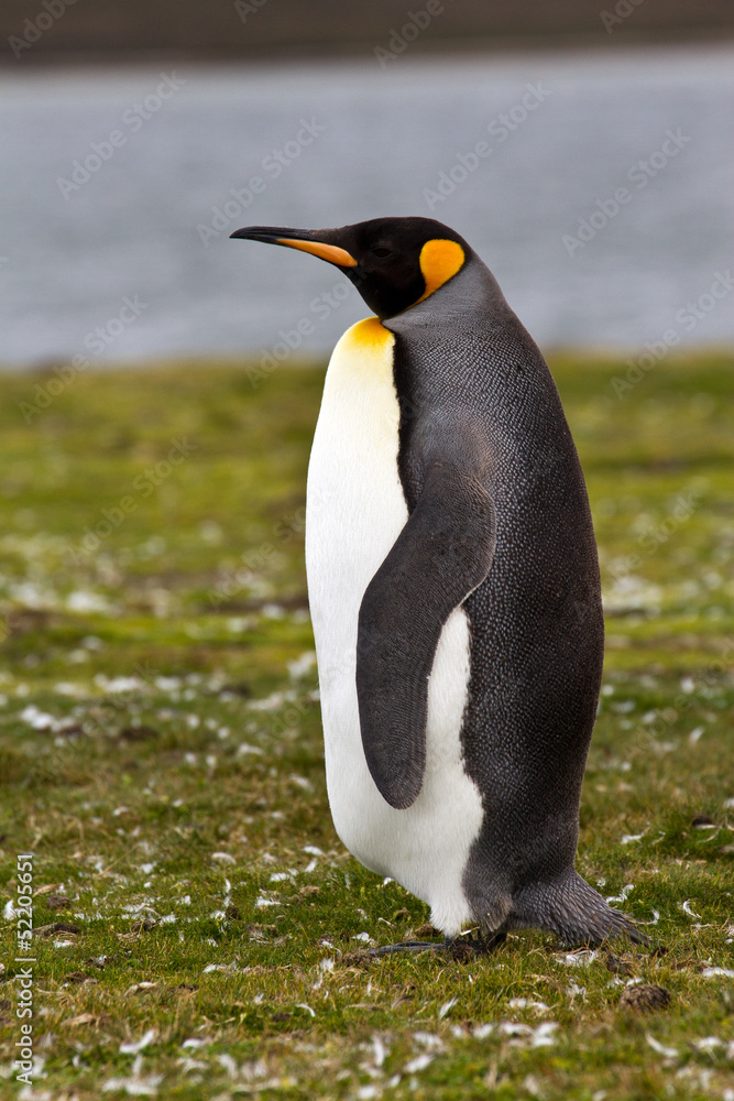 Fototapeta premium King Penguin