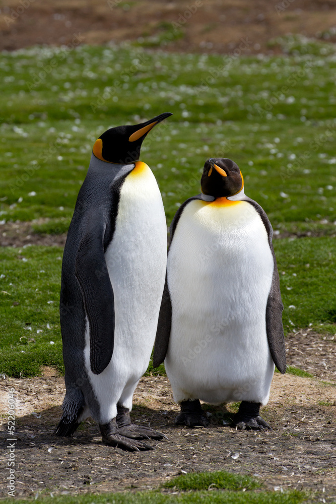 Fototapeta premium King Penguins
