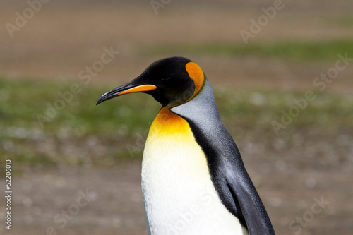 King Penguin closeup