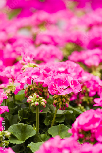 Fototapeta Naklejka Na Ścianę i Meble -  Spring flowers