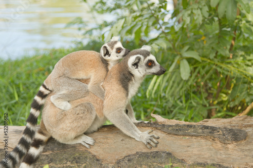 lemur family in the open zoo