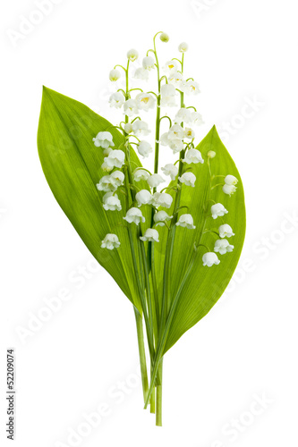 Fototapeta Naklejka Na Ścianę i Meble -  Lily-of-the-valley flowers on white