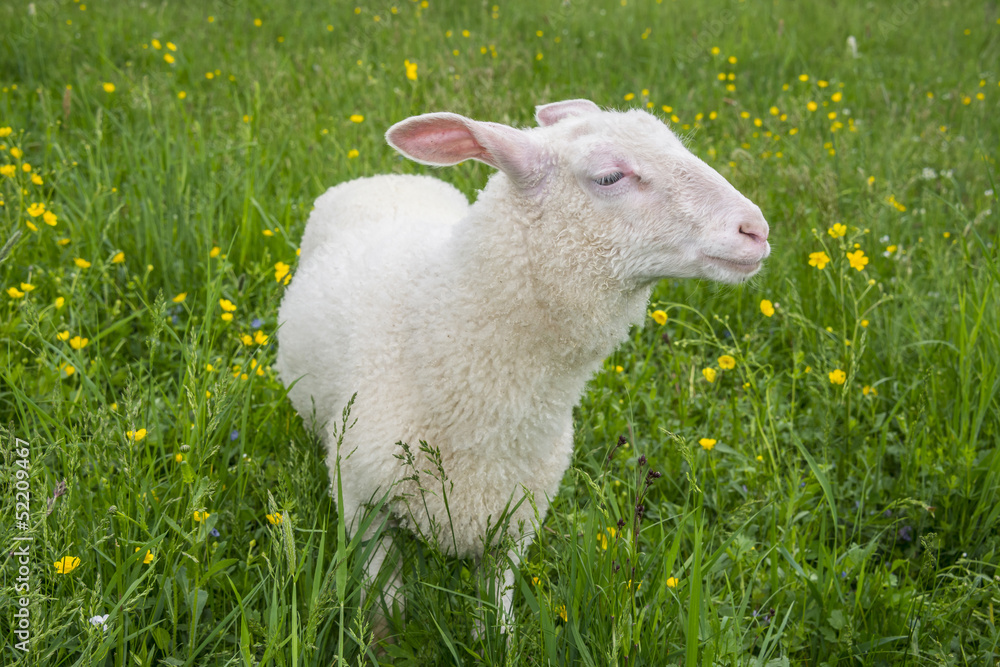 Fototapeta premium sheep on a meadow