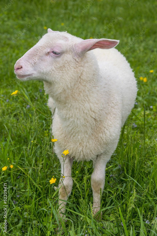 Obraz premium sheep on a meadow with flowers