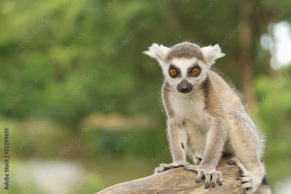 Fototapeta premium young lemur in the open zoo