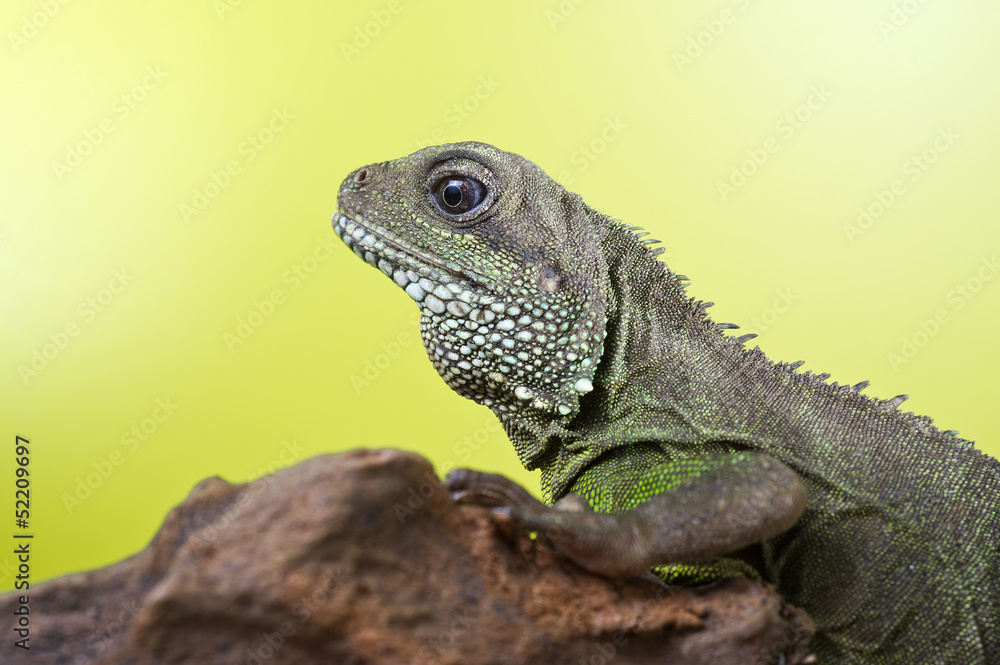 Fototapeta premium Portrait of beautiful water dragon lizard reptile sitting on a b