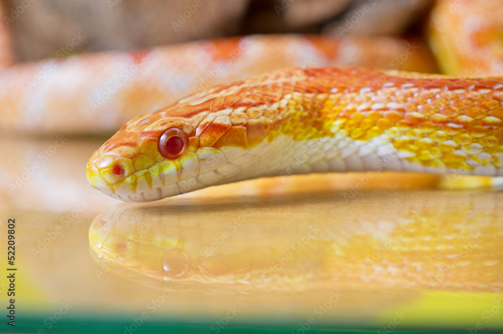 Naklejka premium Beautiful red albino corn snake reptile on yellow green blurred
