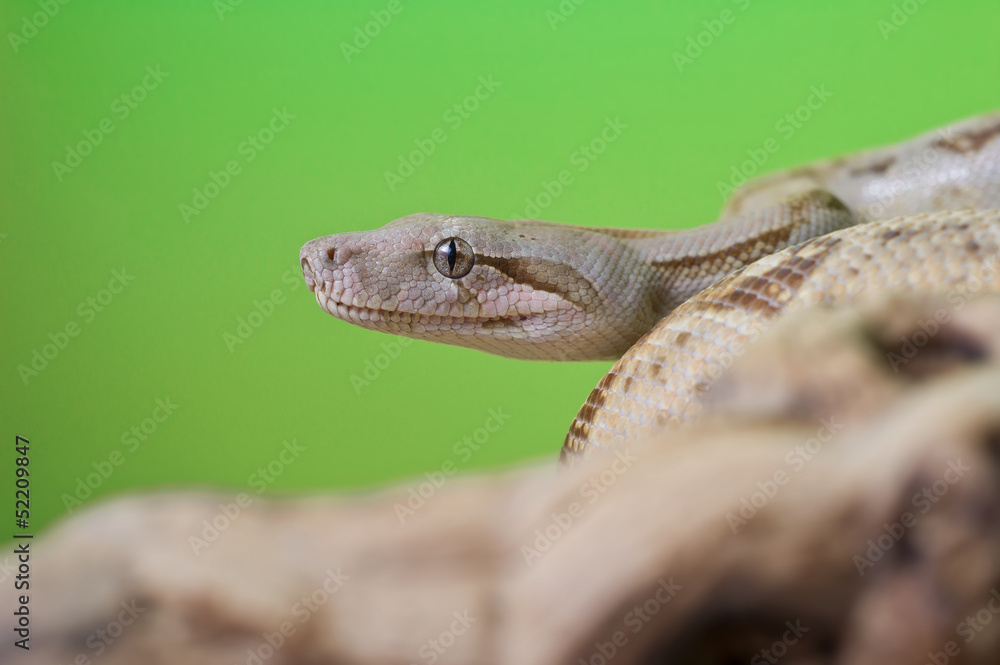 Boa constrictor reptile snake close up macro portrait Boa constrictor reptile snake close up macro portrait