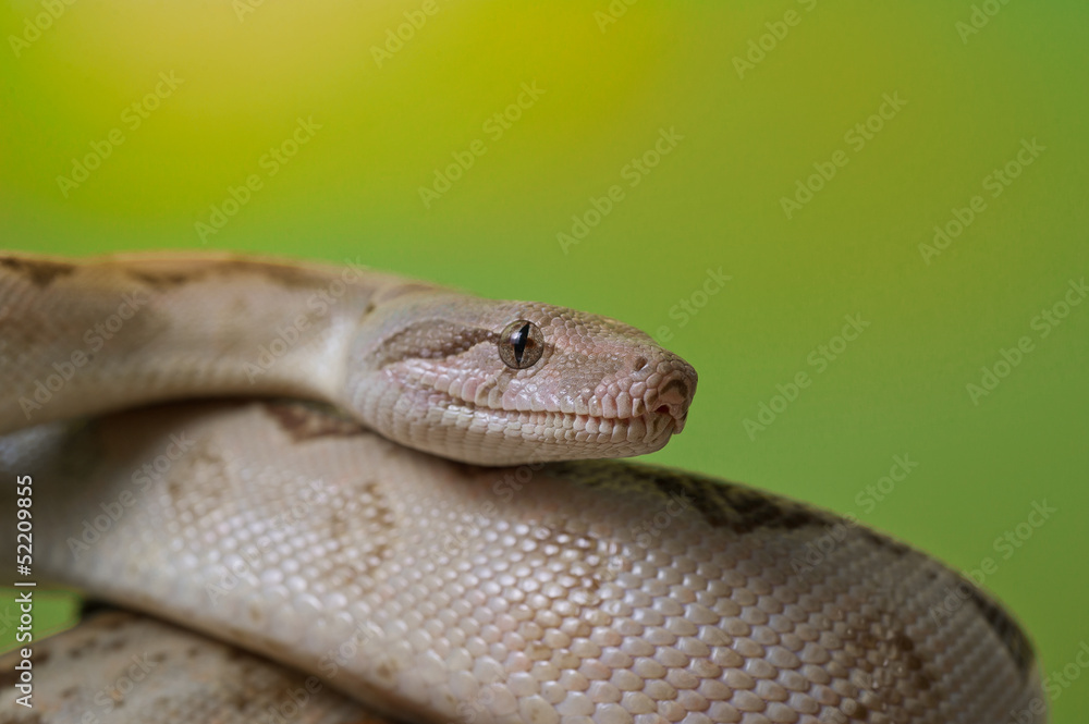 Boa constrictor reptile snake close up macro portrait Boa constrictor reptile snake close up macro portrait