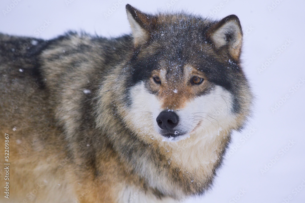 Wolf in the Cold Winter