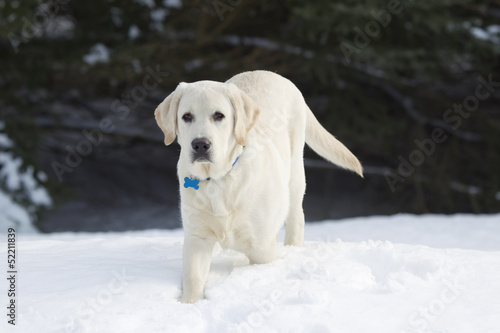Rudy the Yellow Lab in the Snow