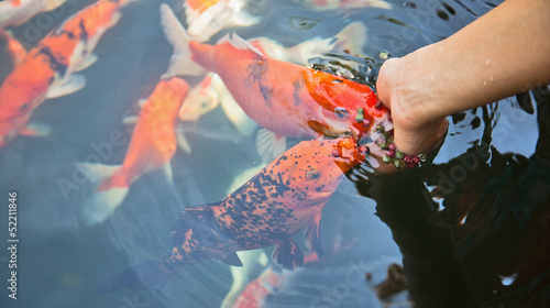 Fotografie, Obraz Feeding fish