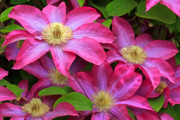 Fototapete Macro Bunte Blumenwiese im Frühlingslicht  © Mariusz Blach
