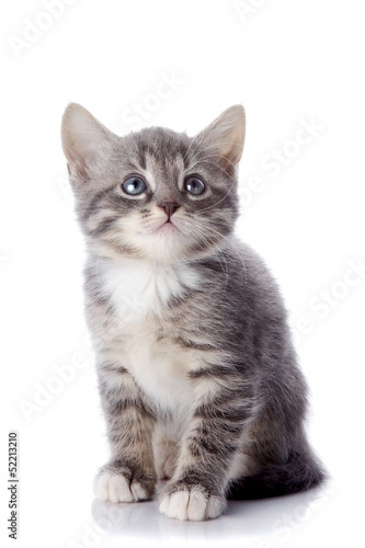 Fototapeta Naklejka Na Ścianę i Meble -  The gray striped kitten