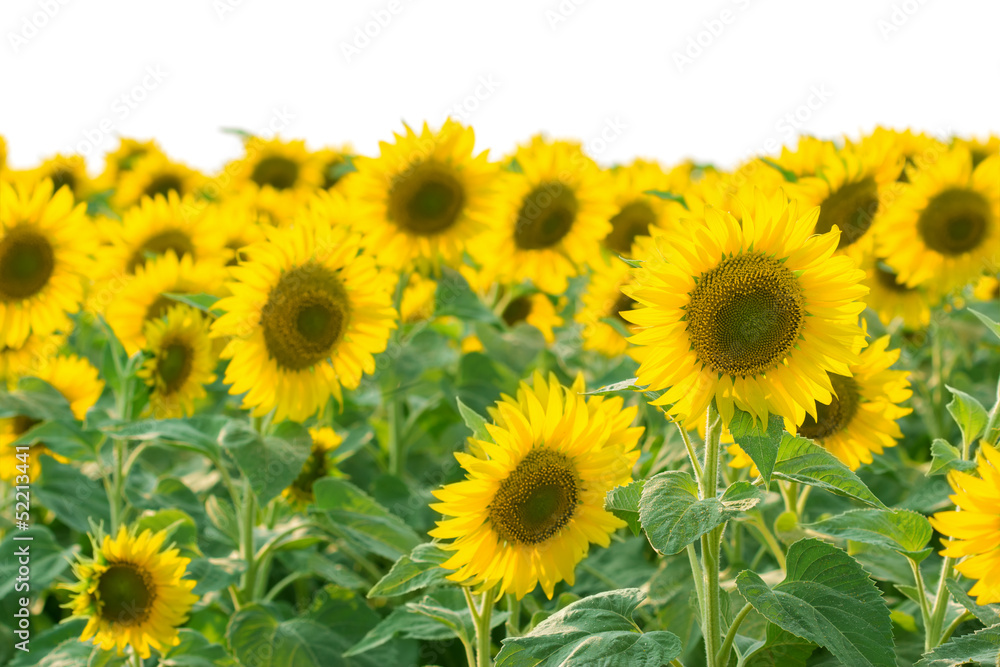 Field of sunflower