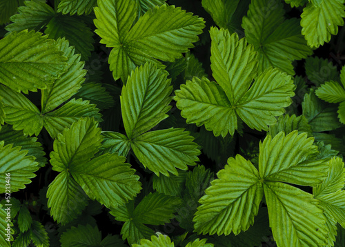 Green strawberry leaves