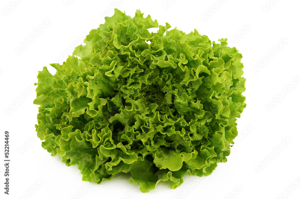 salade laitue batavia vu de haut fond blanc salade laitue batavia vu de haut fond blanc
