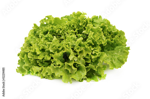 salade laitue batavia vu de face fond blanc 2