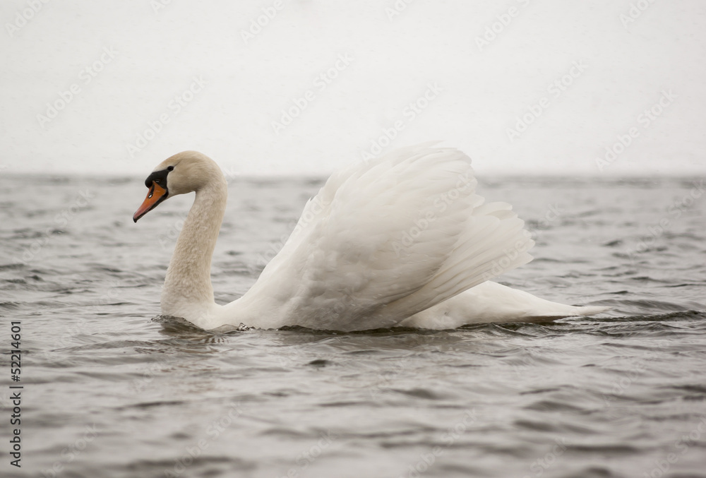 Fototapeta premium Swan