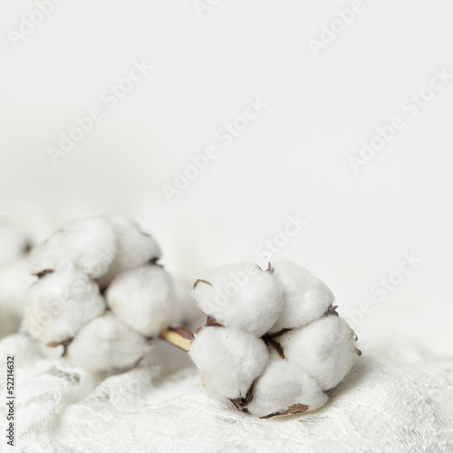 Background with cotton flower closeup