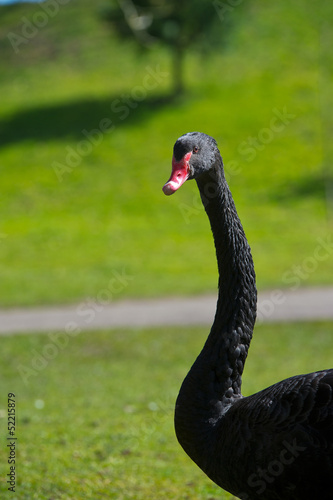 Portrait of balck swan with long neck