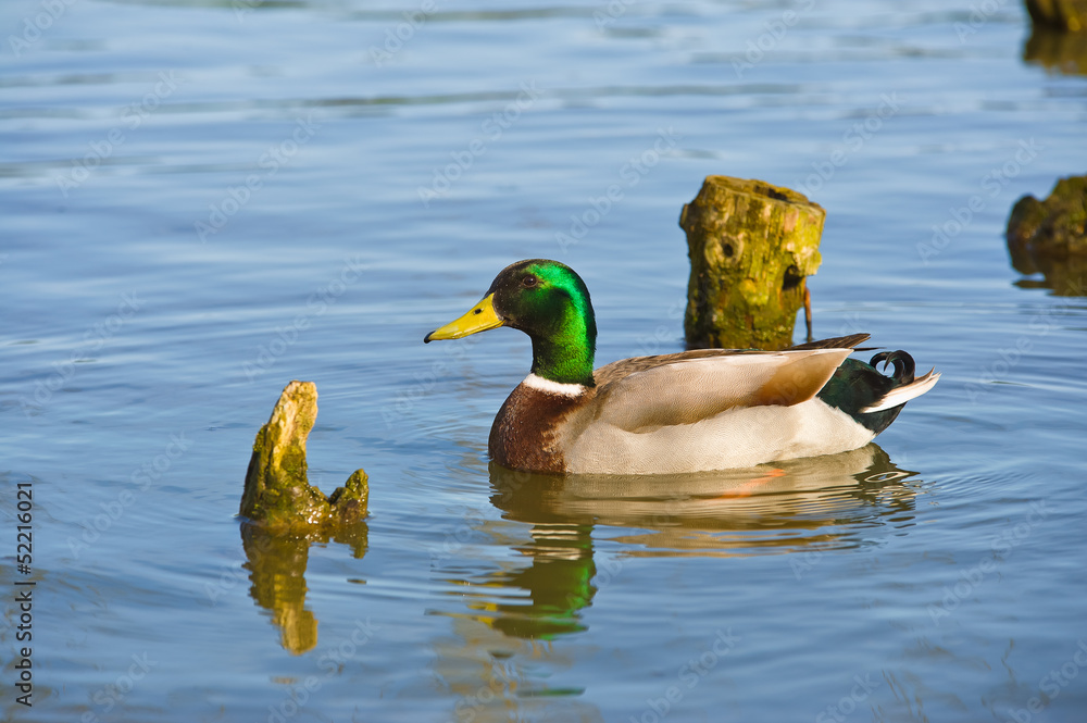 Obraz premium Beautiful bright duck mallard bird swimming in a lake river