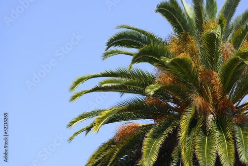 Palm Tree