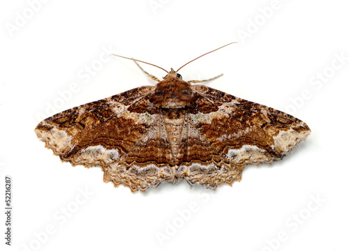 Moth photo